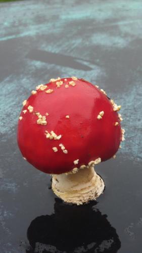 a close up of a red mushroom on the beach at B&B Mussenzele in Haaltert