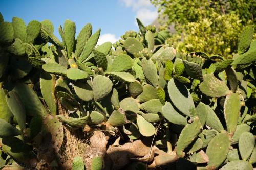 a cactus with green leaves on top of it at Arapakis Historic Castle in Pirgos Dhirou