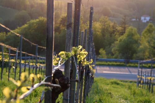 a fence with flowers on it next to a road at Weingut und Gästezimmer Perner in Ehrenhausen