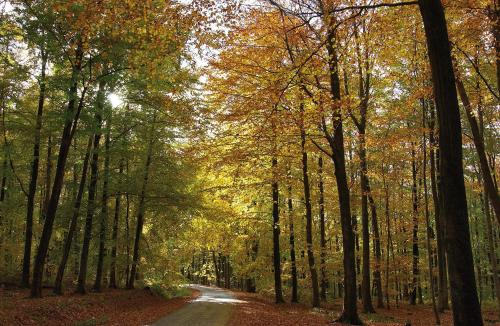 a dirt road through a forest in the fall at Penthouse Lebierre in Malmedy