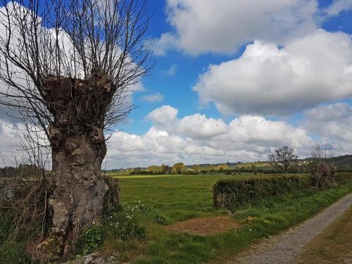 a tree in a field next to a dirt road at Chambre d'hôtes L'Ermite in Saint-Algis