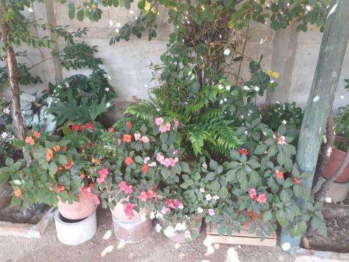 Zahrada ubytování La Casa de las Flores