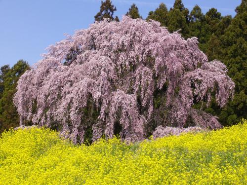 a flowering tree in a field of yellow flowers at Azumakan in Nihommatsu