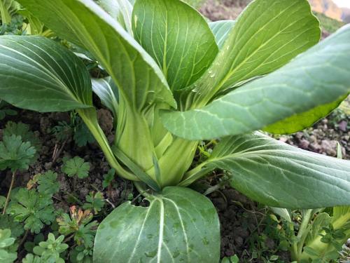 a plant with green leaves in a garden at Share Creative&Bed adonoan in Takeo