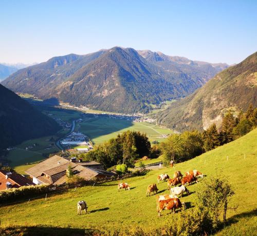 a herd of cows grazing on a hill with a valley at Aussermairhof in Campo Tures