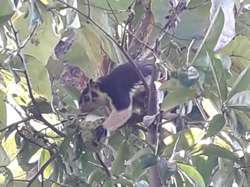 a monkey is sitting in a tree at Vimanra Udawalawa in Udawalawe