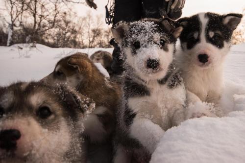 a group of dogs playing in the snow at Snowhotel Kirkenes in Kirkenes