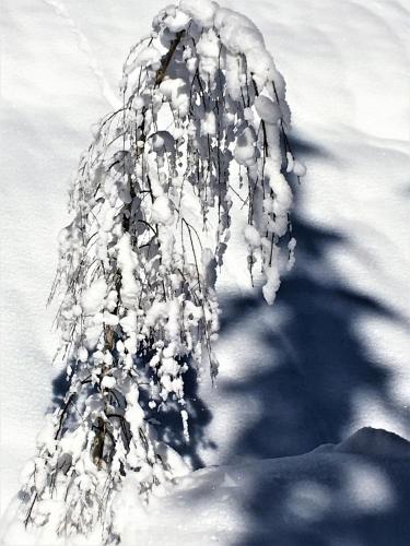 a tree branch covered in snow at Haus Ladner in See