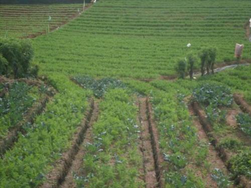 an aerial view of a field of crops at Mount View Cottage in Nuwara Eliya