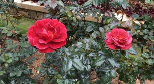 two red roses on a bush in a garden at Mount View Cottage in Nuwara Eliya
