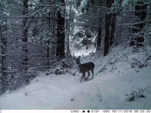 a deer standing in the snow in a forest at Villa Serz in Bitola