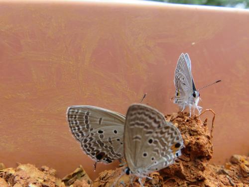 Animaux dans le lodge ou à proximité