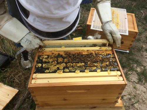 a person holding a wooden box full of bees at La Bodega Waiheke Island in Surfdale