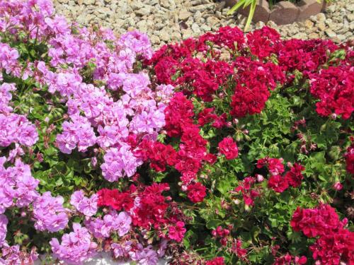 a bunch of pink and purple flowers in a garden at Discovery Inn Monterey Bay in Seaside