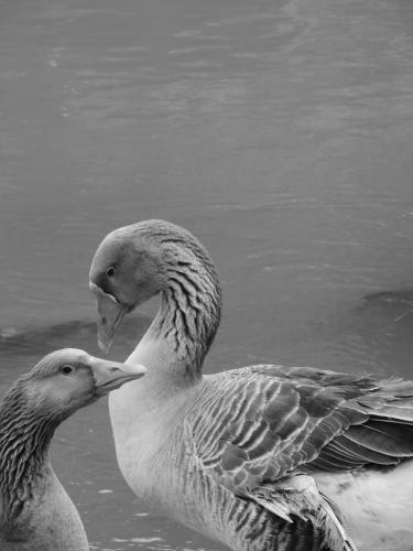 two ducks are swimming in the water at Villa Goetzen in Dolo