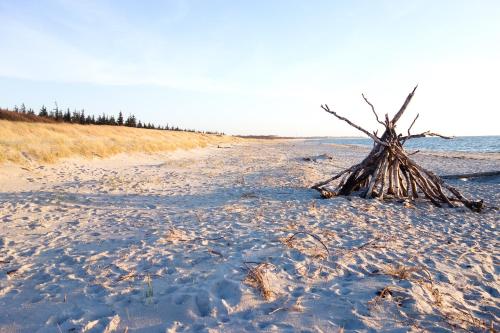 a dead tree on a beach with snow at Haus Strandeck in Zingst
