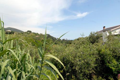 a field of plants with a house in the background at Villa Caribe affittacamere in Monterosso al Mare