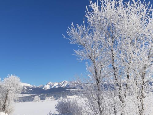 a group of trees covered in snow with mountains in the background at Haus Untermühle in Mariapfarr