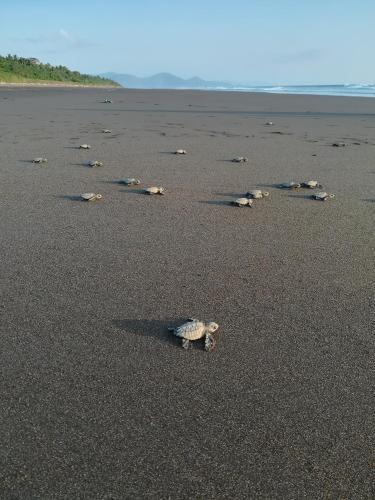 a turtle is walking on a beach at Posada Villamaga in El Valle