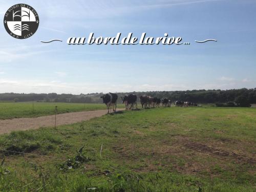 a herd of cows walking across a field at Au Bord de la Rive B&B in Pontrieux
