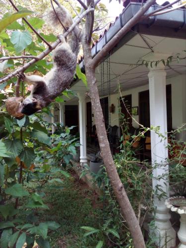 a koala in a tree in front of a house at Bangalawa Resort in Habarana