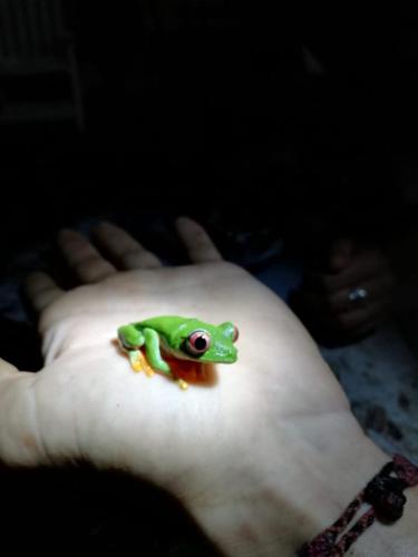 a frog sitting on top of a persons hand at Madre Selva Hostel in Puerto Viejo