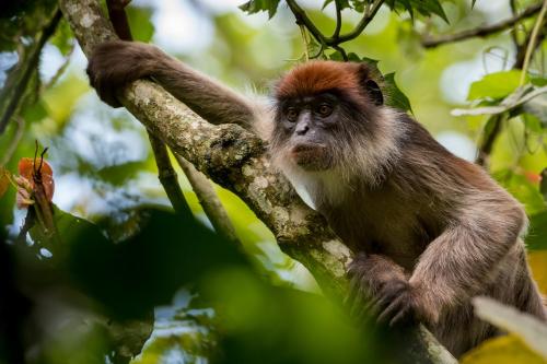 Gallery image of Crater Safari Lodge in Kibale Forest National Park