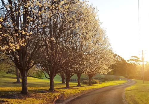 a road with trees on the side of a field at The Drawing Rooms of Berry in Berry