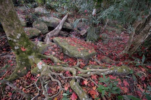 a tree with exposed roots in the forest at Pupiang po Da Arte Resort in Dan Sai