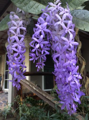 a group of purple flowers in front of a house at Pupiang po Da Arte Resort in Dan Sai