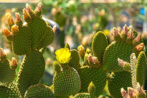 a group of green cactus with a yellow flower at Sun Hotel in Kineta