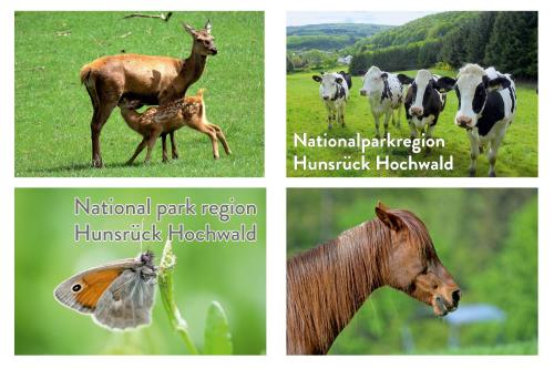 a collage of photos of animals and people at Diamanthotel Idar-Oberstein in Idar-Oberstein