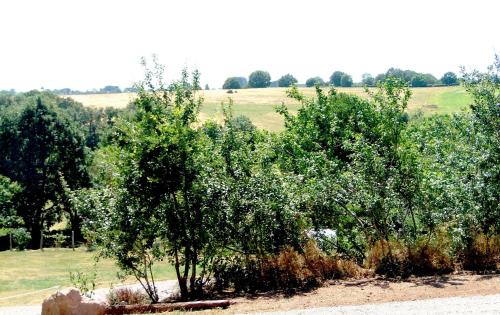 a group of trees in the middle of a field at Gîte de Rouviac in Castelnau-Pégayrols