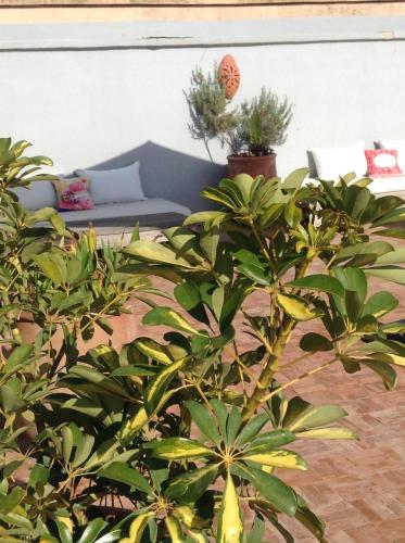 a group of plants with a couch in the background at Riad Yamcha in Meknès