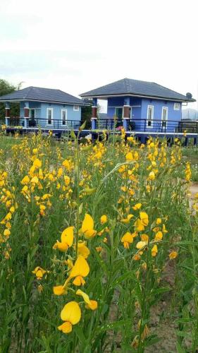 a field of yellow flowers in front of houses at Ban Thung Talay Mok Chiangdao in Chiang Dao