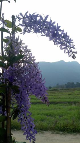 a bunch of purple flowers on a tree in a field at Ban Thung Talay Mok Chiangdao in Chiang Dao