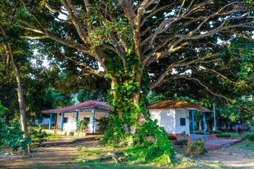 a tree covered in green ivy next to a building at Finca del Rio Palomino in Palomino