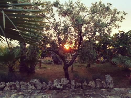 a tree in the middle of a field with rocks at Agriturismo Tenuta La Siesta in Gallipoli