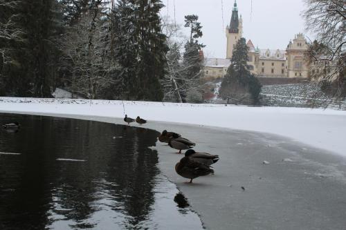 a group of ducks walking on a pond in front of a building at Rivendell Apartments in Prague
