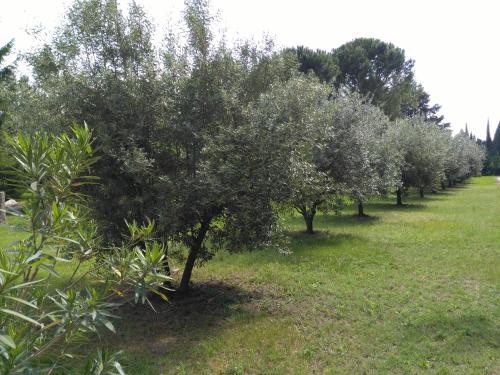 a row of apple trees in a field at Rêve d’Emma in Plan-dʼOrgon