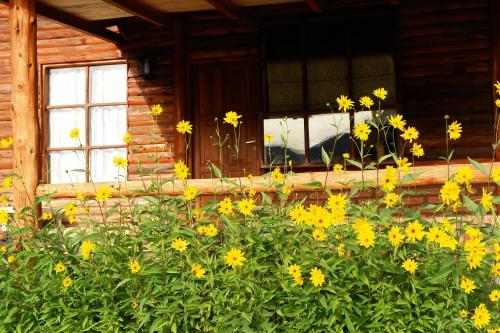 un montón de flores amarillas delante de una casa en Cabañas del Faldeo Titos en El Bolsón