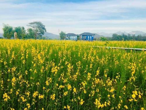 a field of yellow flowers with a house in the background at Ban Thung Talay Mok Chiangdao in Chiang Dao