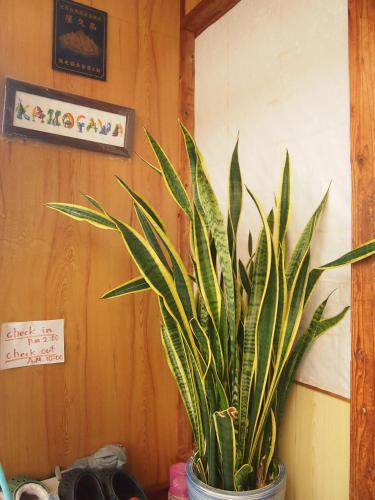 a plant in a pot in a room at Tirol in Yakushima