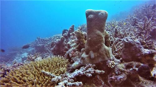 a coral reef in the ocean with at Aore Breeze in Luganville