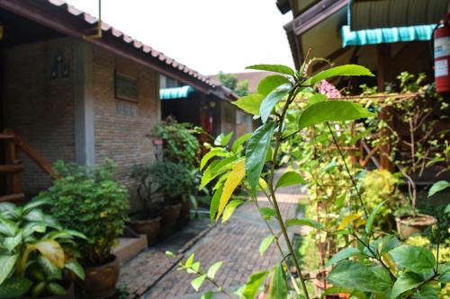 a courtyard of a house with a bunch of plants at MG Guesthouse in Sukhothai