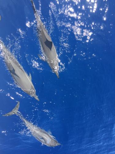 a group of dolphins swimming in the water at L'Orée du Maïdo in Le Guillaume