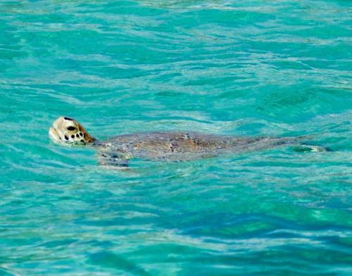 Fotografie z fotogalerie ubytování Ocean Tally v destinaci Upper Bogue