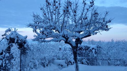 a tree covered in snow in a field at Casa Fornace 28 in La Morra