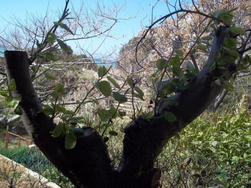 a tree with green leaves growing on it at Dionyssos Rooms Preveli Crete in Preveli