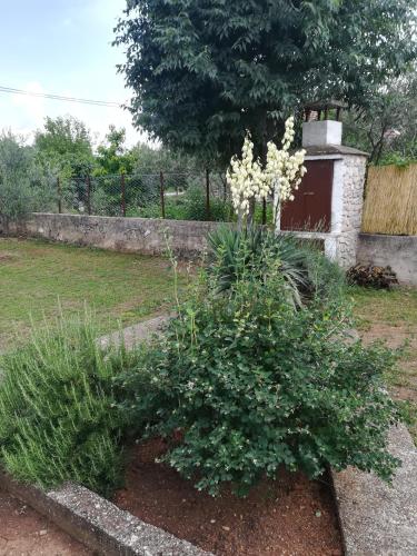 a bush with white flowers in a garden at Kuća za odmor "Joso" in Puljane